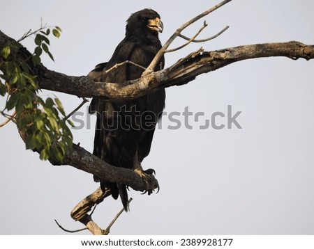 Great black hawk Buteogallus urubitinga