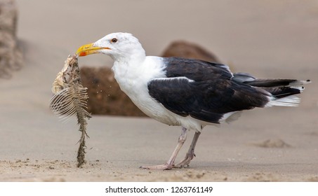 Great Black-backed Gull (Larus Marinus)