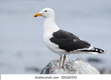 Great Black-backed Gull, Larus Marinus