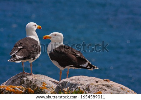 Great black-backed gulls (Larus marinus) standing on rocks looking out to blue sea North Atlantic ocean. Two seabirds largest gulls at Irish coast, Saltee Islands, Ireland, Europe