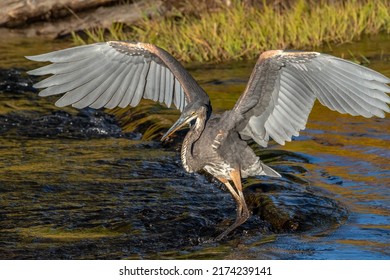 Great Blue Heron about to take off in Firehole River in Old Faithful area in Yellowstone National Park