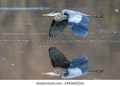 Great Blue Heron in Alexandria, VA - Powered by Shutterstock