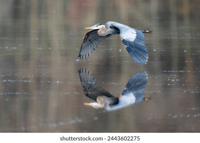 Great Blue Heron in Alexandria, VA - Powered by Shutterstock