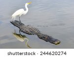 Great blue heron and alligator team up for food hunt in the river 