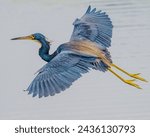 great blue heron ardea cinerea