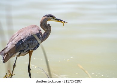 Great Blue Heron (Ardea Cinerea) Caught A Small Fish. 