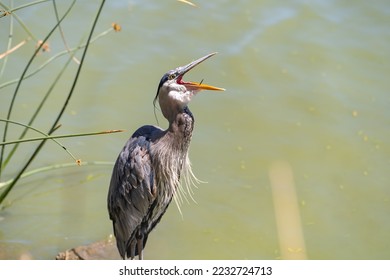 Great blue heron (Ardea cinerea) is standing on a rock in a lake with an open beak. - Shutterstock ID 2232724713