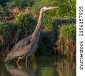 Great Blue Heron (Ardea herodias) hunting.
McFadden Marsh, Finley National Wildlife Refuge, Oregon.