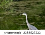 great blue heron (Ardea herodias) with prey (a field mouse) in bill with marshy pond background
