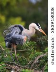 Great Blue Heron (Ardea herodias) ruffling its feathers. It is the largest North American heron.