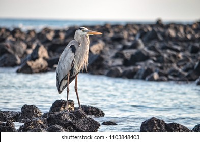 Loons And Turtles And Cranes Oh My >> Turtle Cove Images Stock Photos Vectors Shutterstock Loons And Turtles And Cranes Oh My >> Turtle Cove Images Stock Photos Vectors Shutterstock