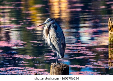 Great Blue Heron Ardea herodias Red Algae Juanita Bay Park Lake Washington Kirkland Washiington