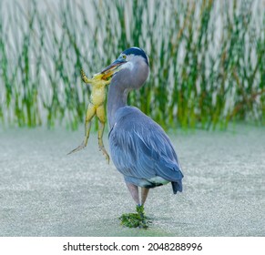 great blue heron - Ardea herodias -with large American bullfrog - Lithobates catesbeianus - walking in shallow water with duckweed on herons legs