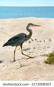 Great Blue Heron, Ardea Herodias, Galápagos National Park, UNESCO, World Heritage Site, Biosphere Reserve, Galápagos Islands, Ecuador, South America