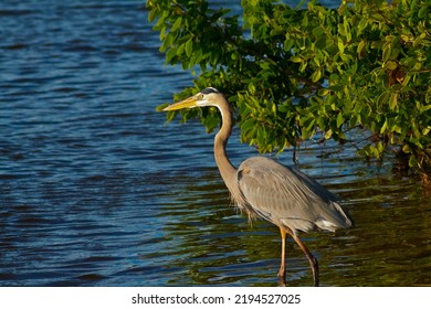 Great Blue Heron (Ardea Herodias) Wading In Mangrove Swamp, Ding Darling NWR, Sanibel Island, Florida, USA