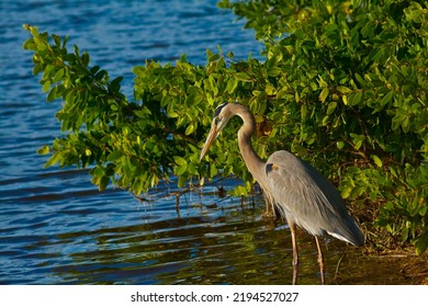 Great Blue Heron (Ardea Herodias) Wading In Mangrove Swamp, Ding Darling NWR, Sanibel Island, Florida, USA