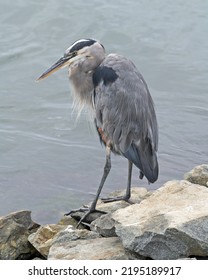 Great Blue Heron
(Ardea Herodias) Bird