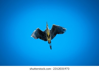 Great Blue Heron (Ardea herodias) flying in the blue sky. Bird flying - Shutterstock ID 2312031973