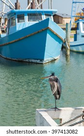 Great Blue Heron (Ardea Herodias) Perched On Boat Transom With Fishing Fleet In Background; Fulton Harbor, Texas Gulf Coast.