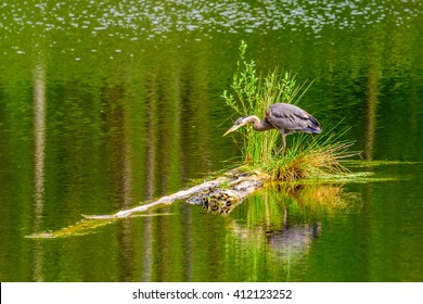 Great Blue Heron (Ardea herodias) standing on a small island in pond. It is the largest North American heron. Stock Photo