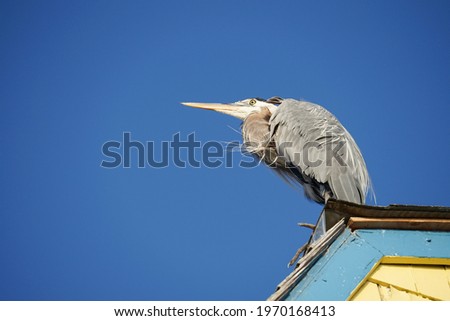 A great blue heron (ardea herodias) sits atop a yellow and blue building against a blue sky.