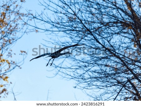 The great blue heron (Ardea herodias), a bird against the sky flies over a lake in New Jersey