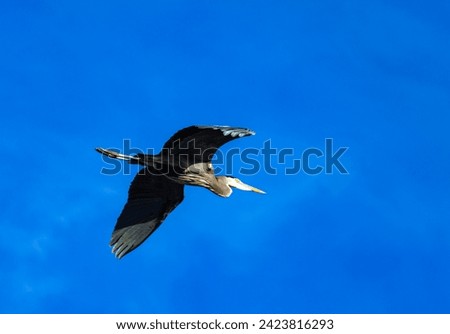 The great blue heron (Ardea herodias), a bird against the sky flies over a lake in New Jersey