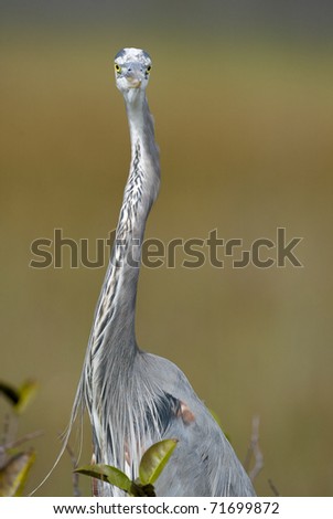 Similar – Foto Bild Reiherlei Umwelt Natur