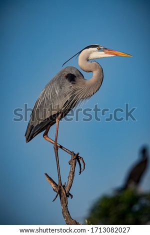 Great blue heron balances on top of tree branch at Venice Rookery.