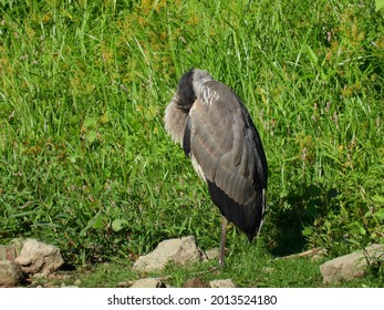 Great Blue Heron Bird Grooming Itself On The Bank Of A Lake With Its Head Hiding Within Its Breast And Wings On A Warm Summer And Sun-filled Day