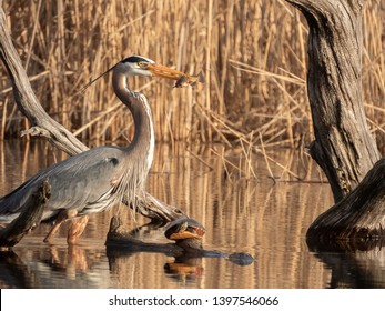 A Great Blue Heron Bird Hunting For Fish Next To A Turtle On A Lake Looking At The Evening Sunset In Nuns' Island, Montreal, Quebec, Canada.