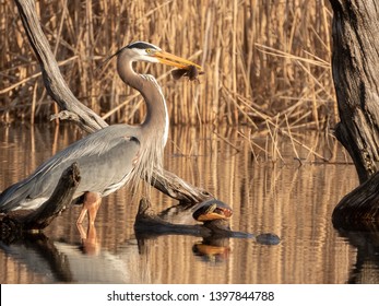 A Great Blue Heron Bird Hunting For Fish Next To A Turtle On A Lake Looking At The Evening Sunset In Nuns' Island, Montreal, Quebec, Canada.