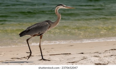 Great blue heron bird standing at sand coast.  - Powered by Shutterstock