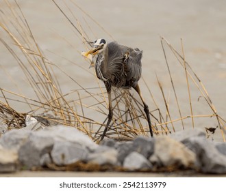 A great blue heron bird standing on a rocky shoreline with a freshly-caught fish in its beak. - Powered by Shutterstock