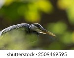  Great Blue Heron, Heron, Birds