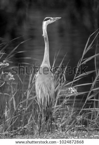 Similar – Foto Bild Reiherlei Umwelt Natur