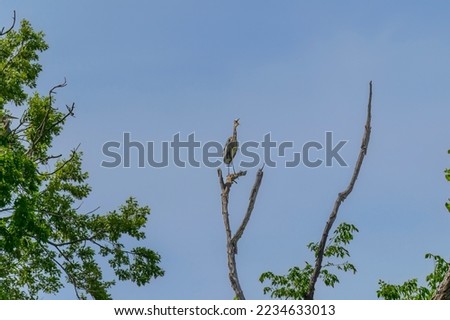 A great blue heron calls while perched on a tree at Metropark, near Milford, Michigan.