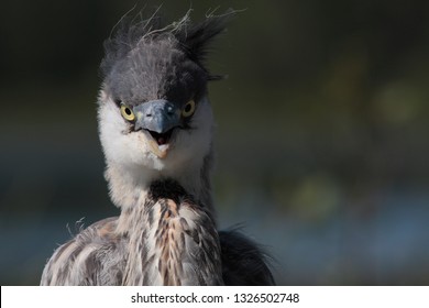 Great Blue Heron In Canada