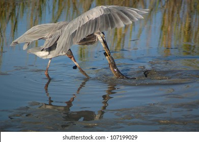  Great Blue Heron Capturing An American Eel At Huntington Wildlife Refuge, SC.