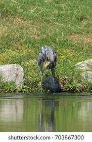 Great Blue Heron Catches Blue Gill Fish