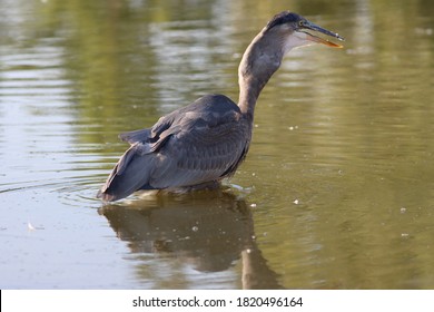 Great Blue Heron Catching A Blue Gill. 