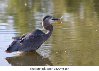 Great Blue Heron Catching A Blue Gill. 