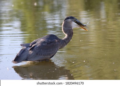 Great Blue Heron Catching A Blue Gill. 