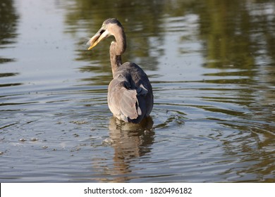 Great Blue Heron Catching A Blue Gill. 