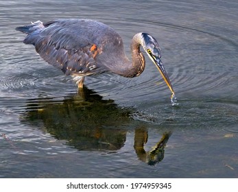 Great Blue Heron Catching Small Fish In The Water