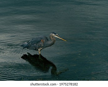 Great Blue Heron Catching Small Fish In The Water