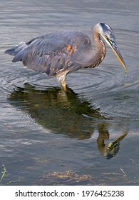 Great Blue Heron Catching Small Fish In The Water