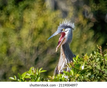 Great Blue Heron chick with mouth open at the Venice Area Audubon Bird Rookery in Venice Florida USA