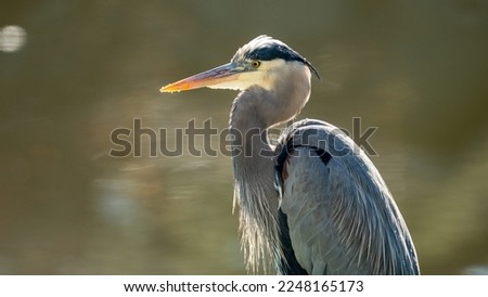 Great Blue Heron in close up with a blurry background at Lake Malibou. 