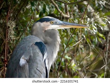                          Great blue heron close up portrait at Sea Pines Preserves on a bright sunny morning.       - Shutterstock ID 2216101741